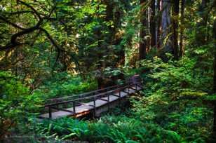 Prairie Creek Redwoods-3371